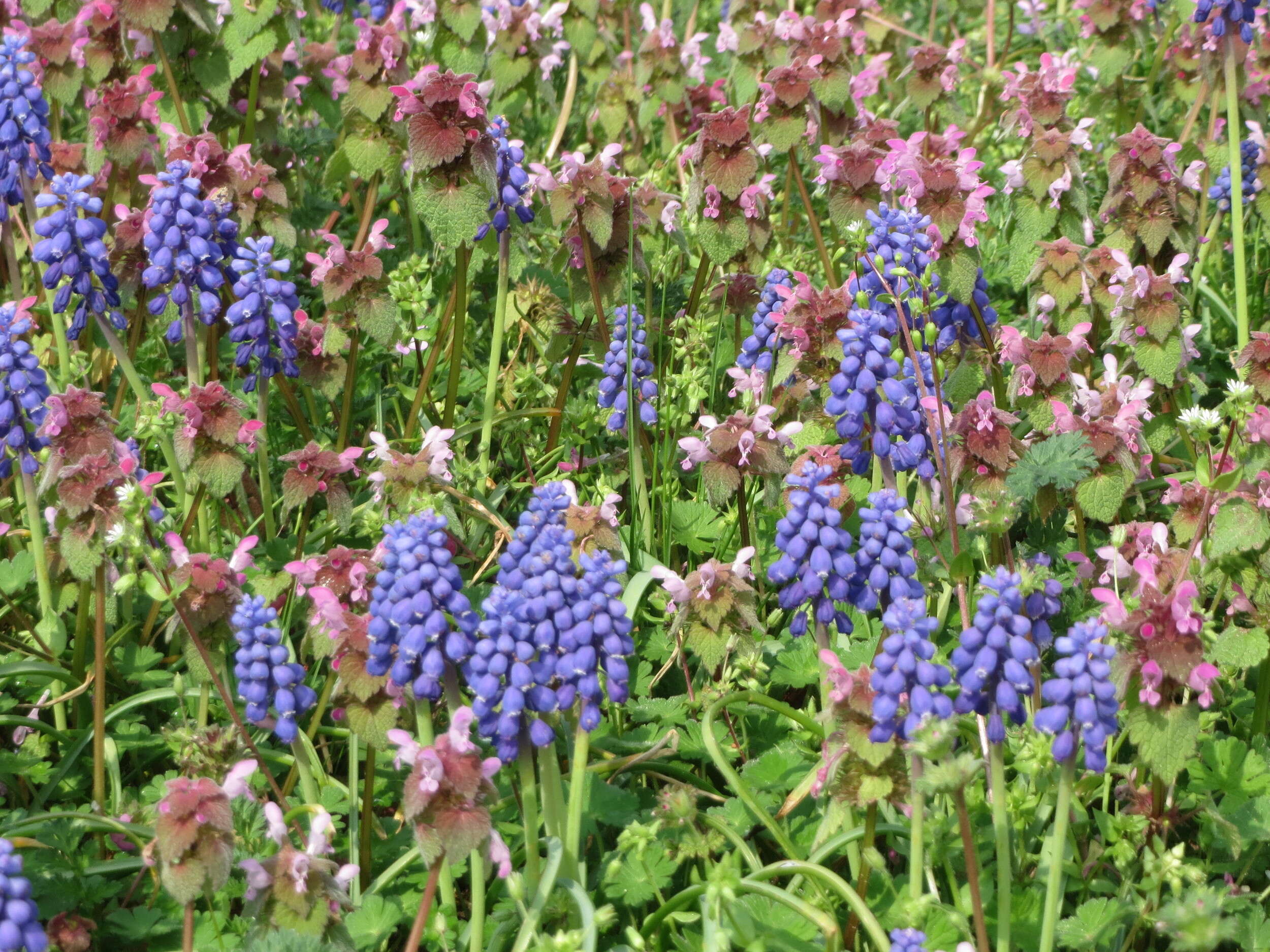 Imagem de Muscari armeniacum H. J. Veitch