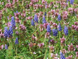 Image of Armenian grape hyacinth