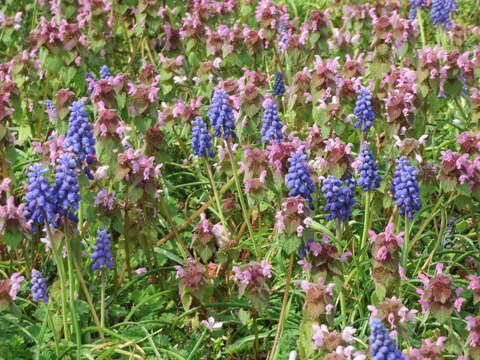 Image of Armenian grape hyacinth