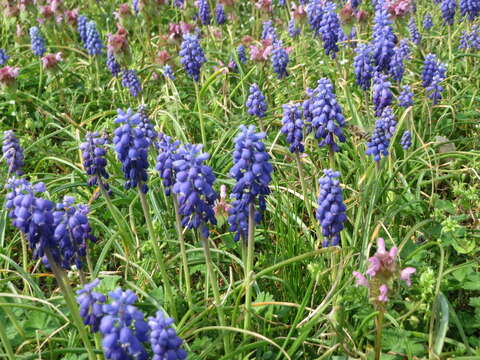 Imagem de Muscari armeniacum H. J. Veitch