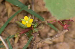 Imagem de Ludwigia perennis L.