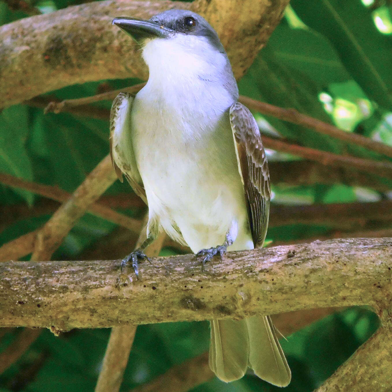 Image of Gray Kingbird