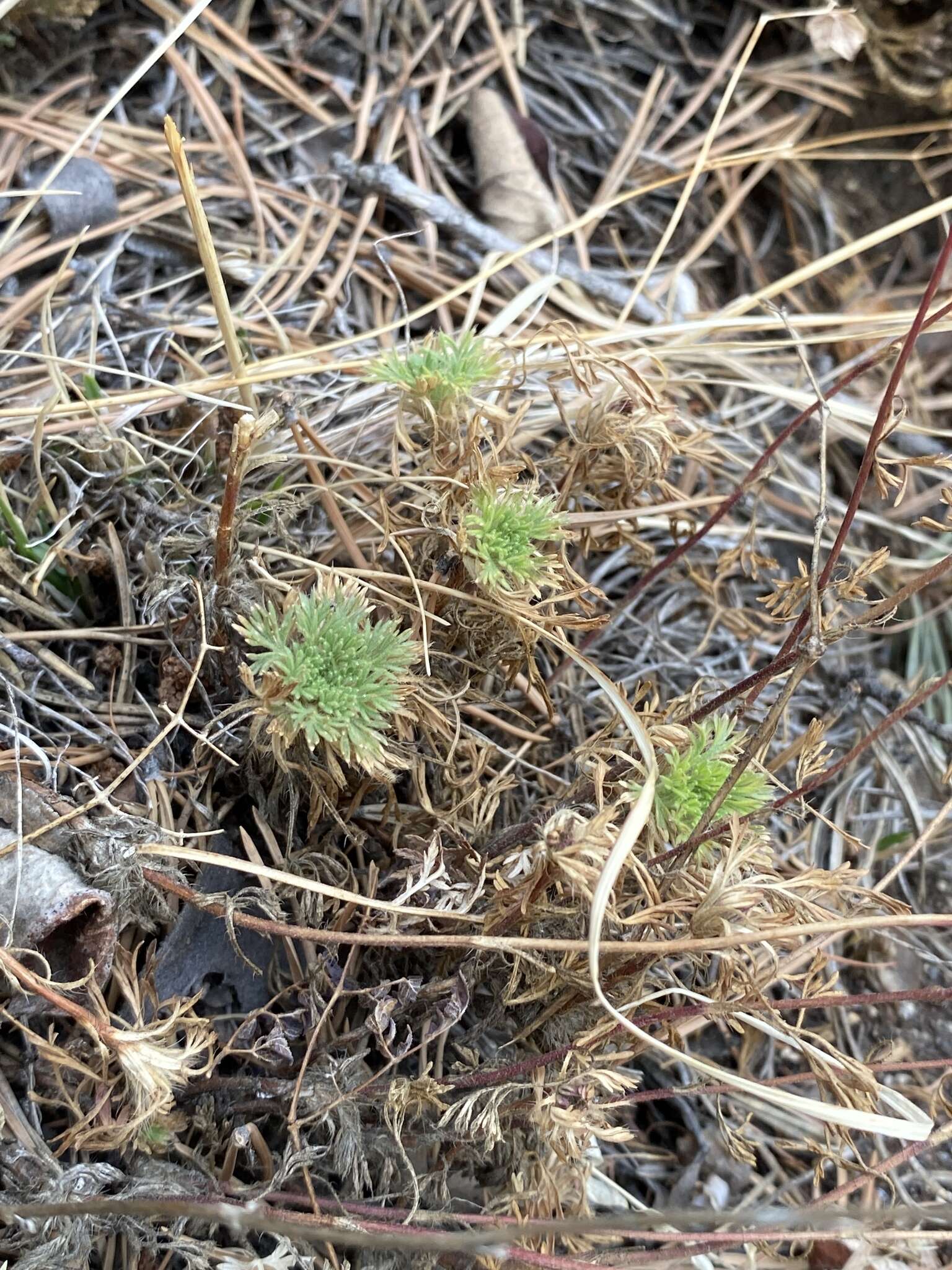 Imagem de Chamaerhodos grandiflora (Pall. ex Schult.) Bunge