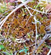 Sphagnum subfulvum Sjörs 1944的圖片