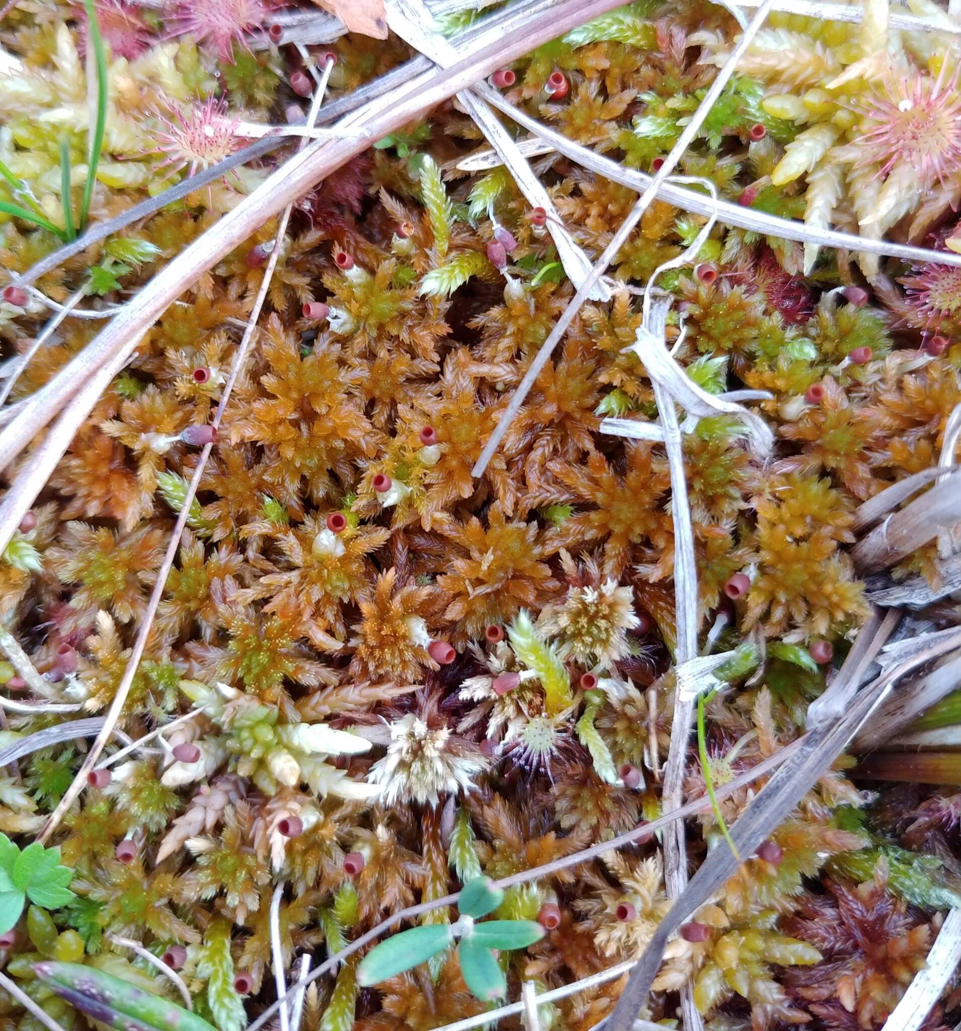 Sphagnum subfulvum Sjörs 1944的圖片