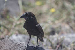 Image of Espanola Cactus Finch