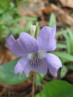 Image of common dog-violet