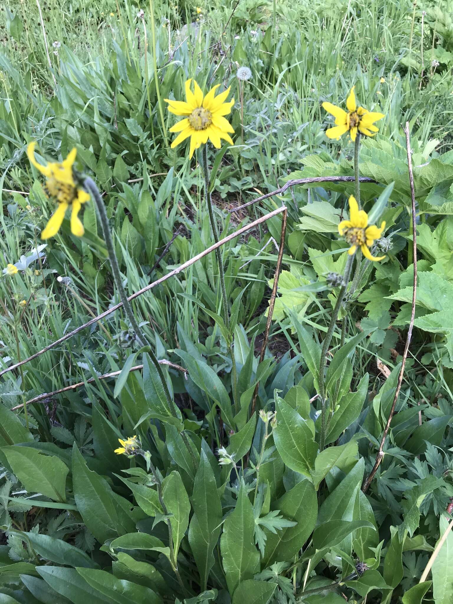 Imagem de Helianthella quinquenervis (Hook.) A. Gray