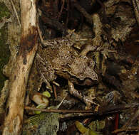 Image of Hamilton's Frog