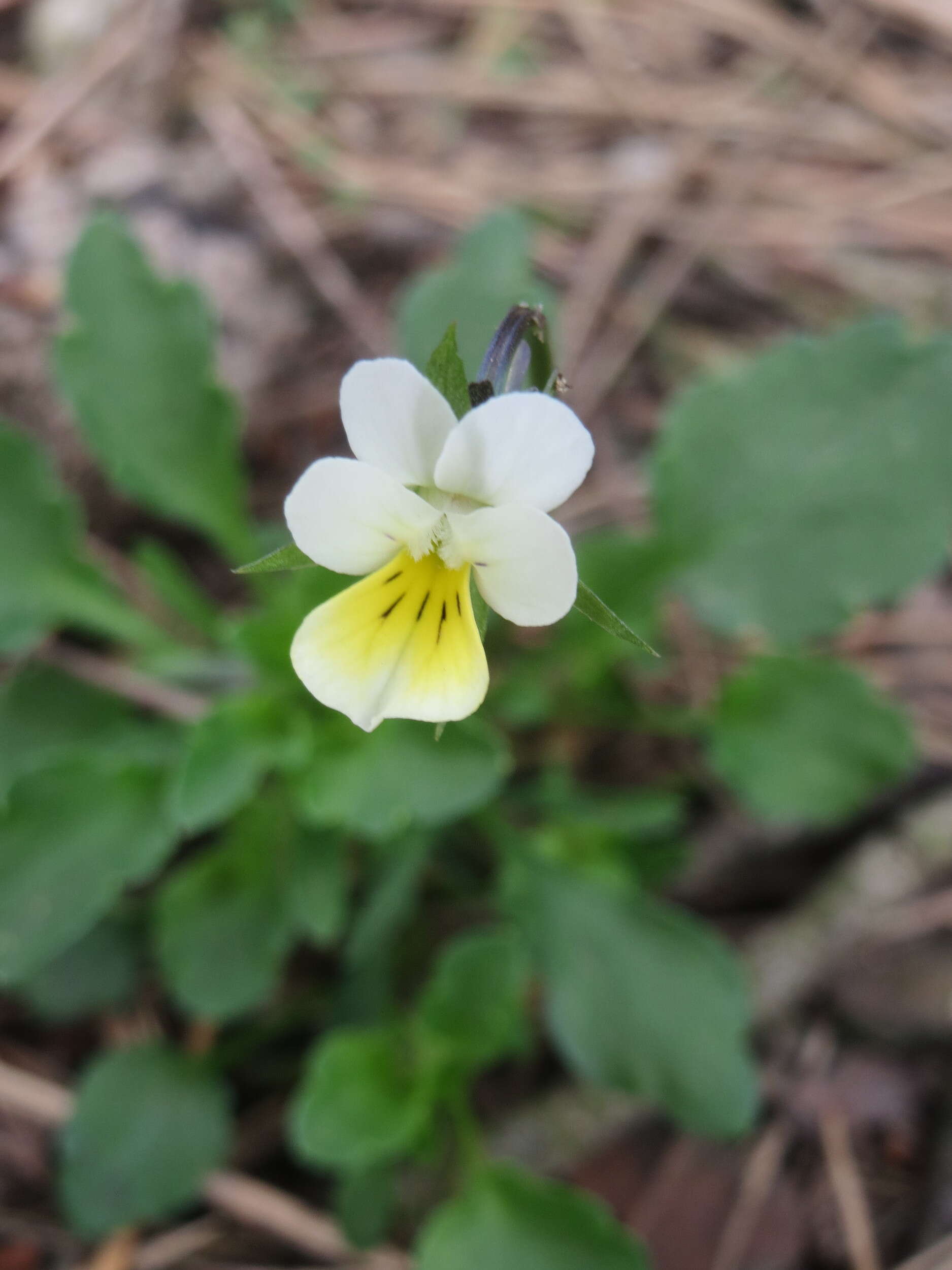 Слика од Viola arvensis Murray