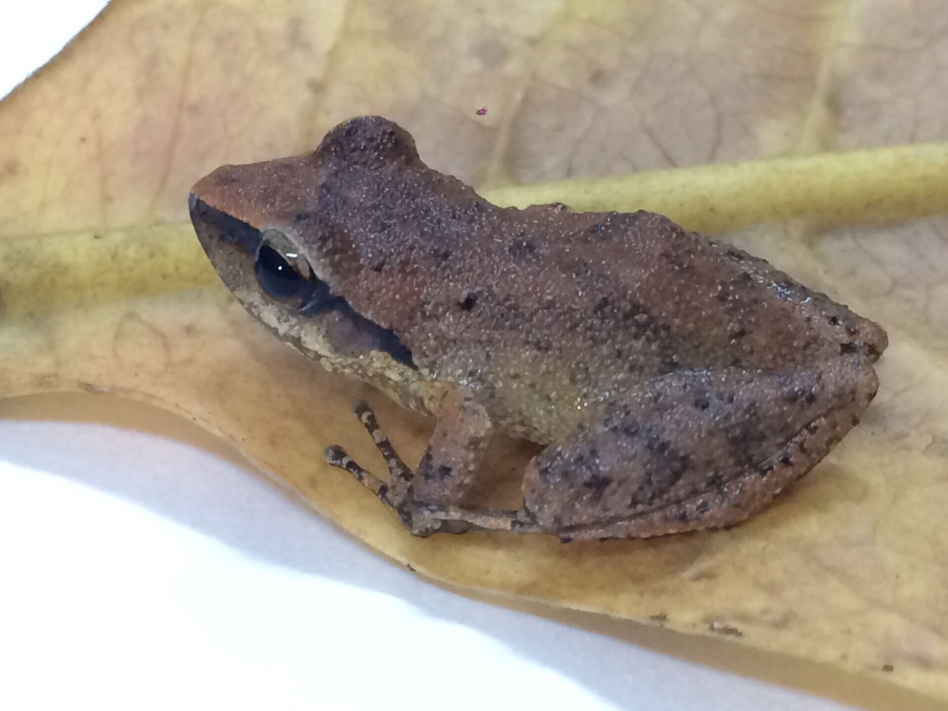 Image of Paulo's Robber Frog