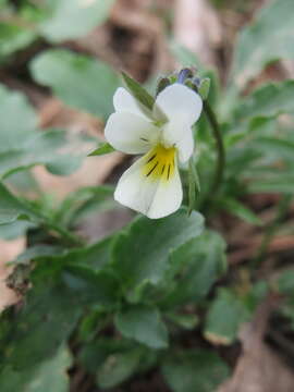 Image of Field Pansy