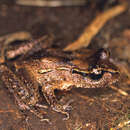 Image of Maud Island Frog