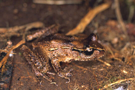 Image of Maud Island Frog