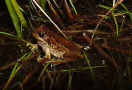 Image of Brown Tree Frog