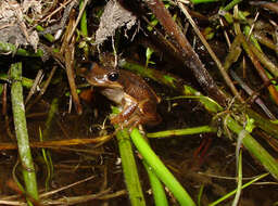 Image of Brown Tree Frog