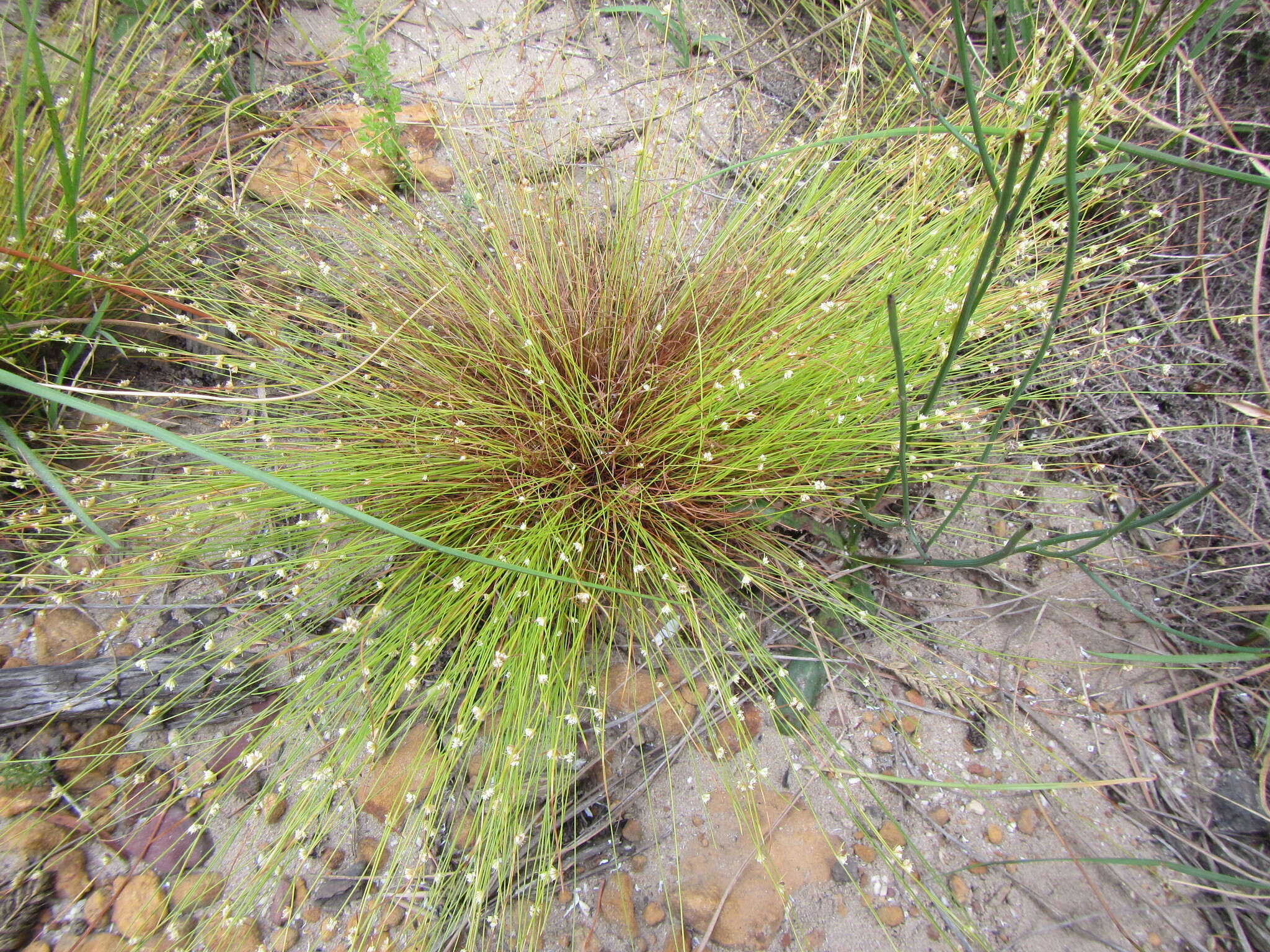 Image of Ficinia minutiflora C. B. Clarke