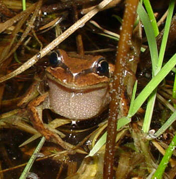 Image of Brown Tree Frog