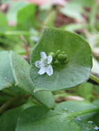 Image of Indian lettuce