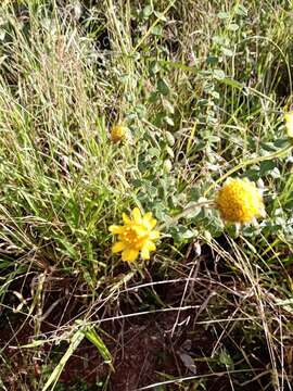 صورة Aldama robusta (Gardn.) E. E. Schill. & Panero