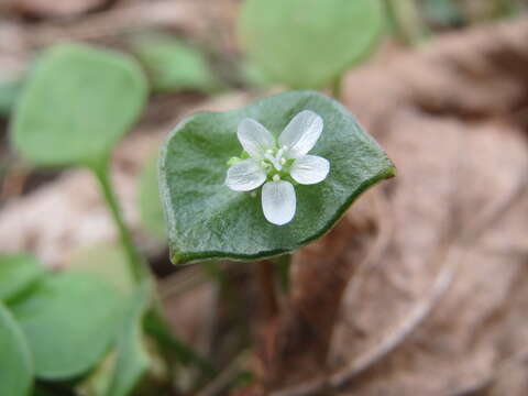 Image of Indian lettuce