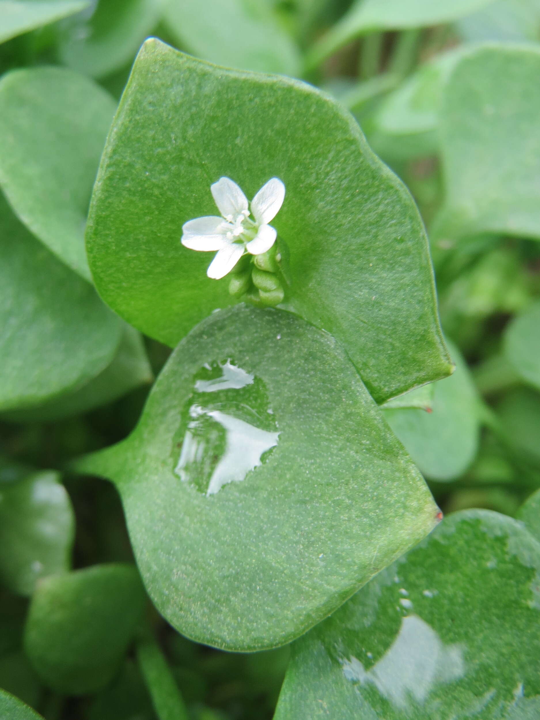 Image of Indian lettuce