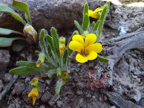 Image of Viola pusilla Poepp.