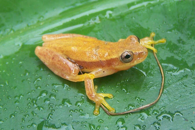 Image of Dendropsophus robertmertensi (Taylor 1937)