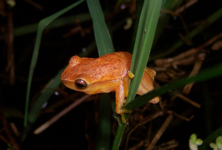 Image de Dendropsophus robertmertensi (Taylor 1937)