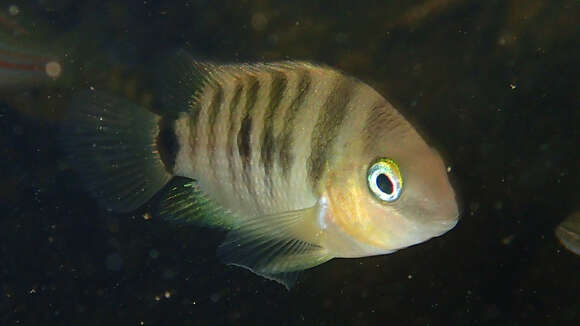 Image of Blue-eye cichlid