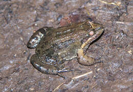 Sivun Leptodactylus melanonotus (Hallowell 1861) kuva