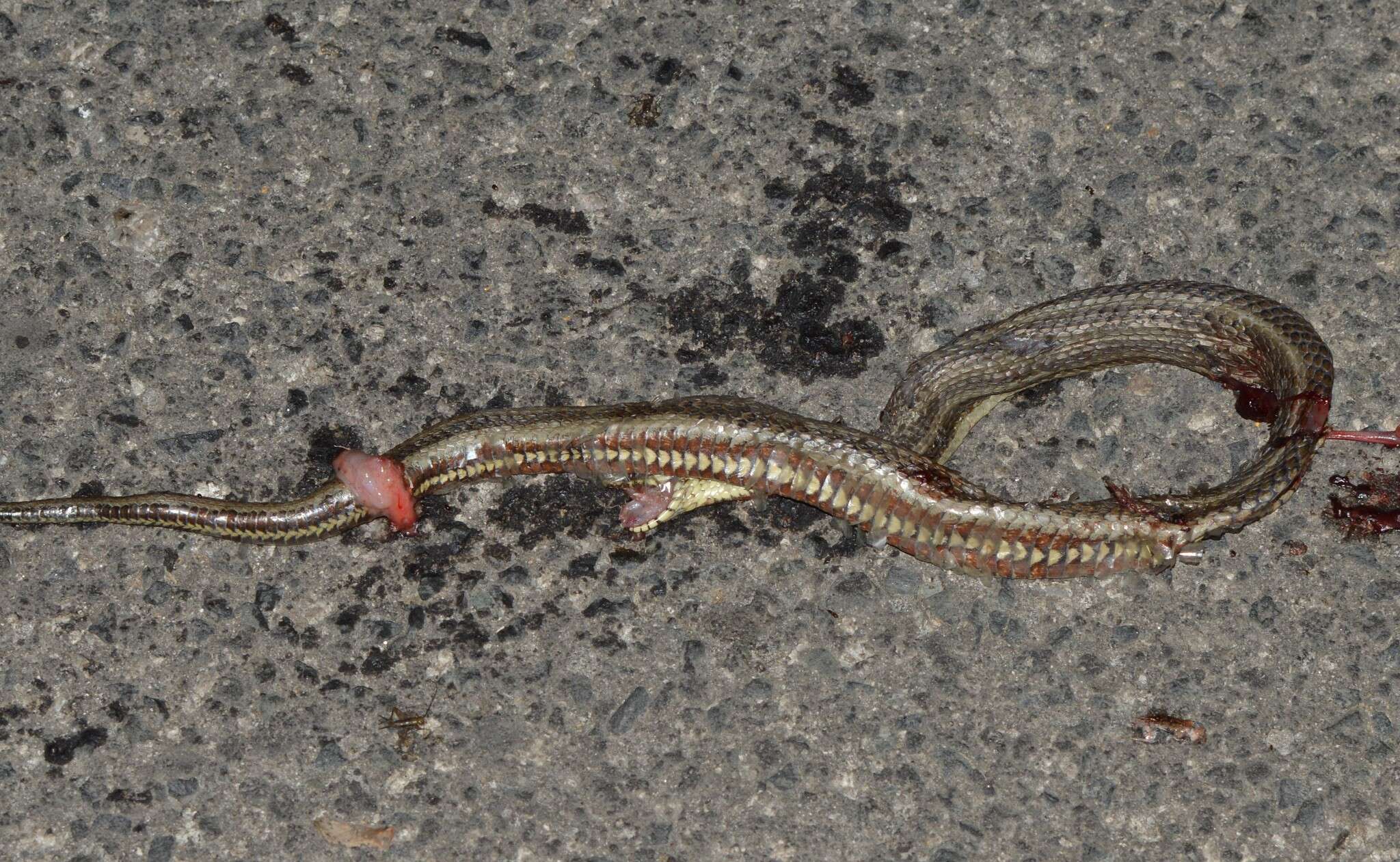 Image of Atlantic Salt Marsh Snake