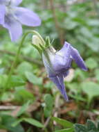 Image of common dog-violet