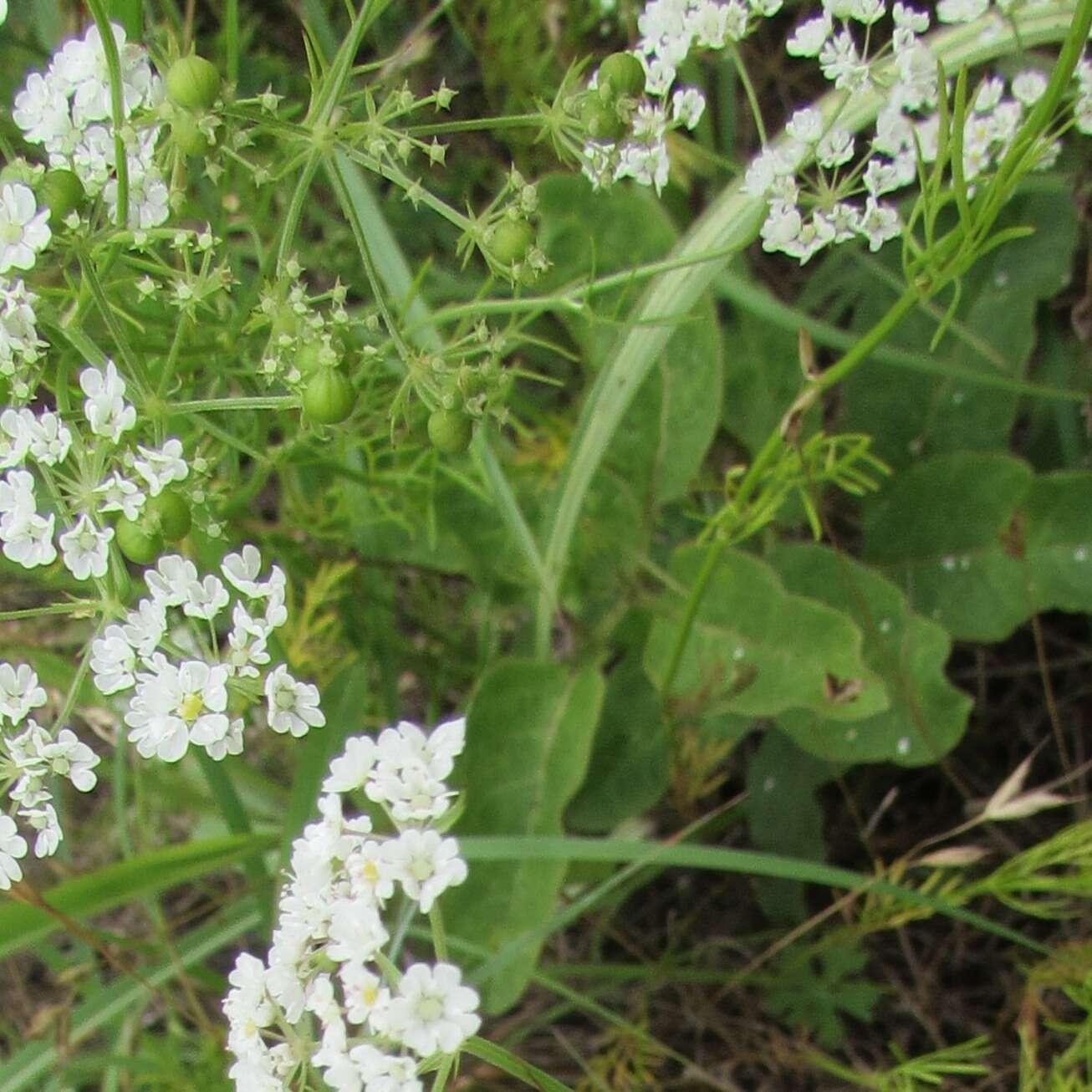 Image of prairie bishop