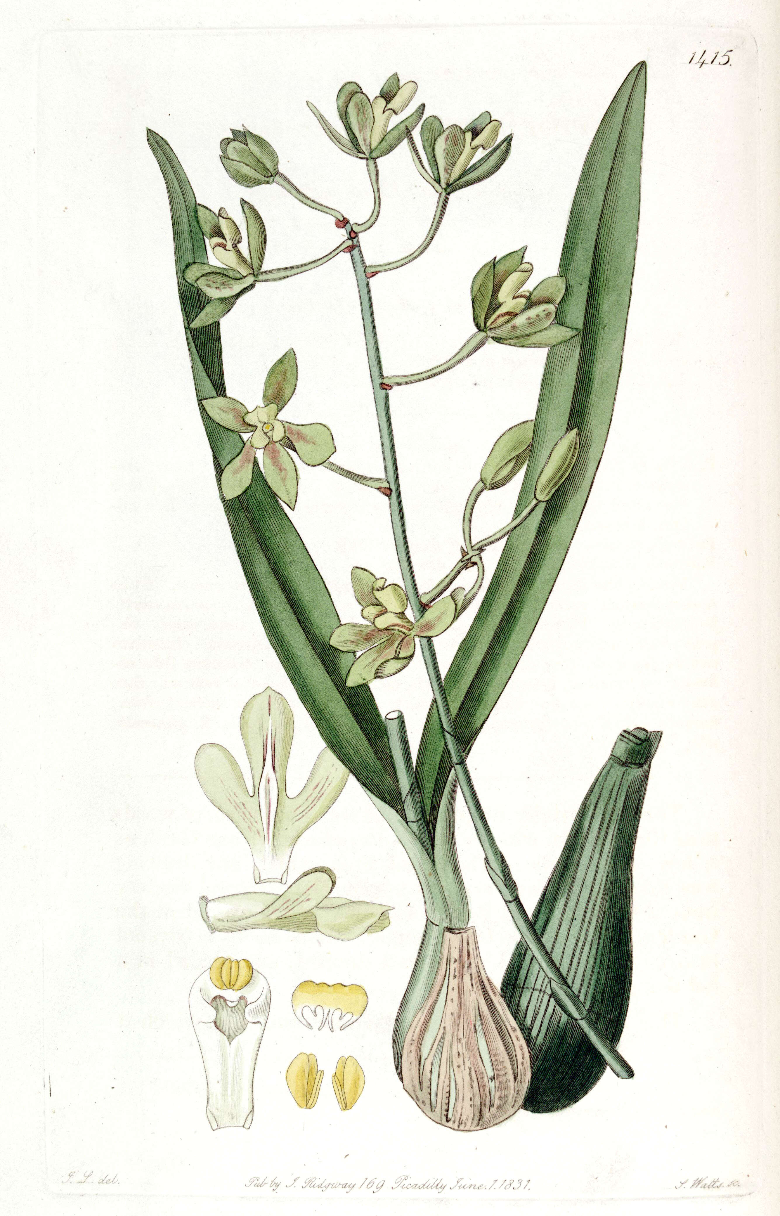 Image of Encyclia patens Hook.