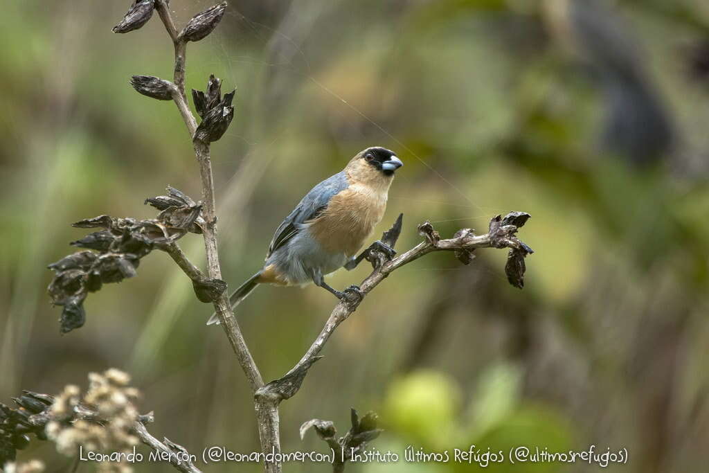 Image of Cinnamon Tanager