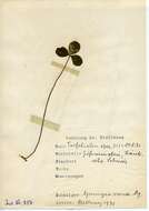Image of Agromyza nana Meigen 1830