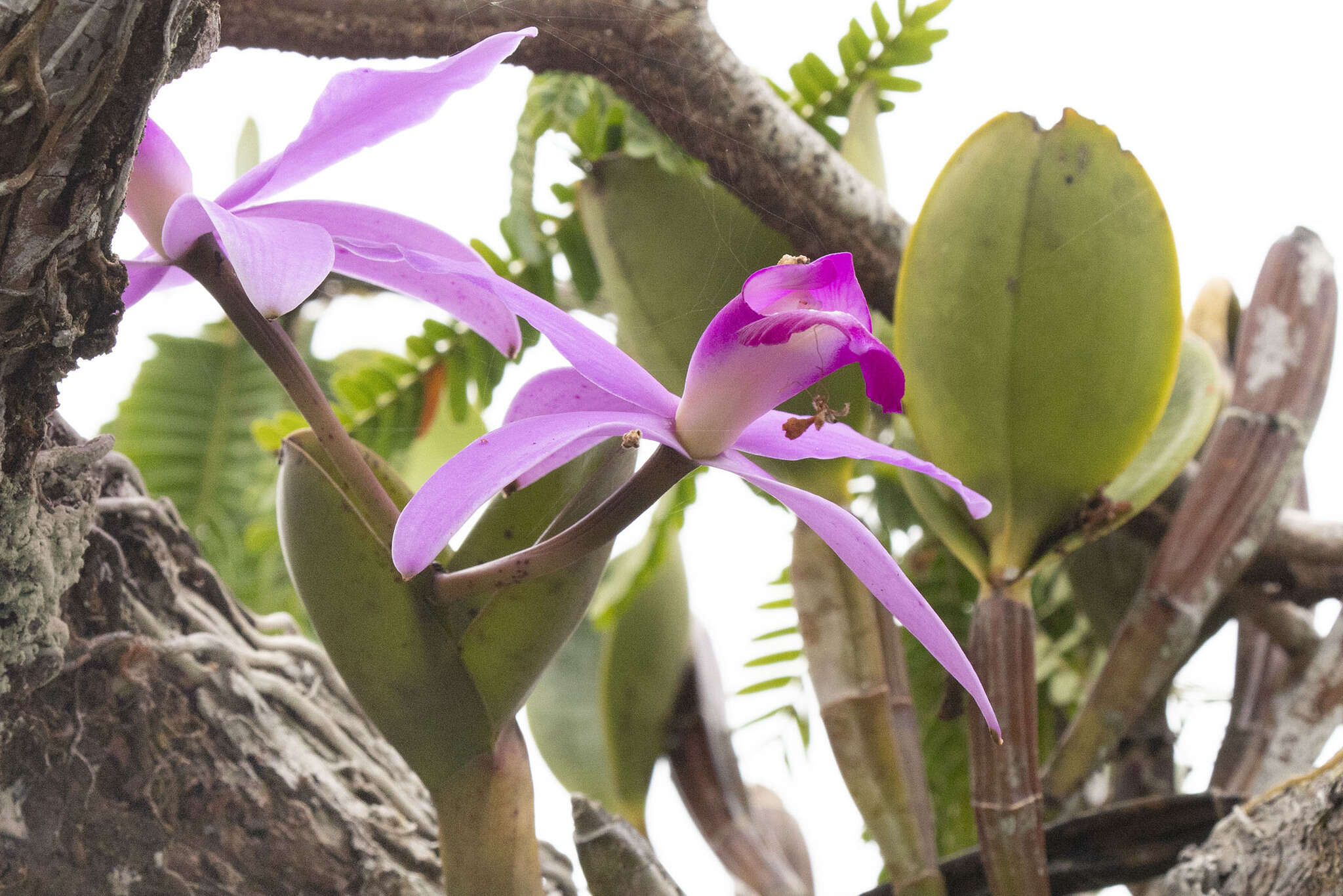 Image of Violet Cattleya