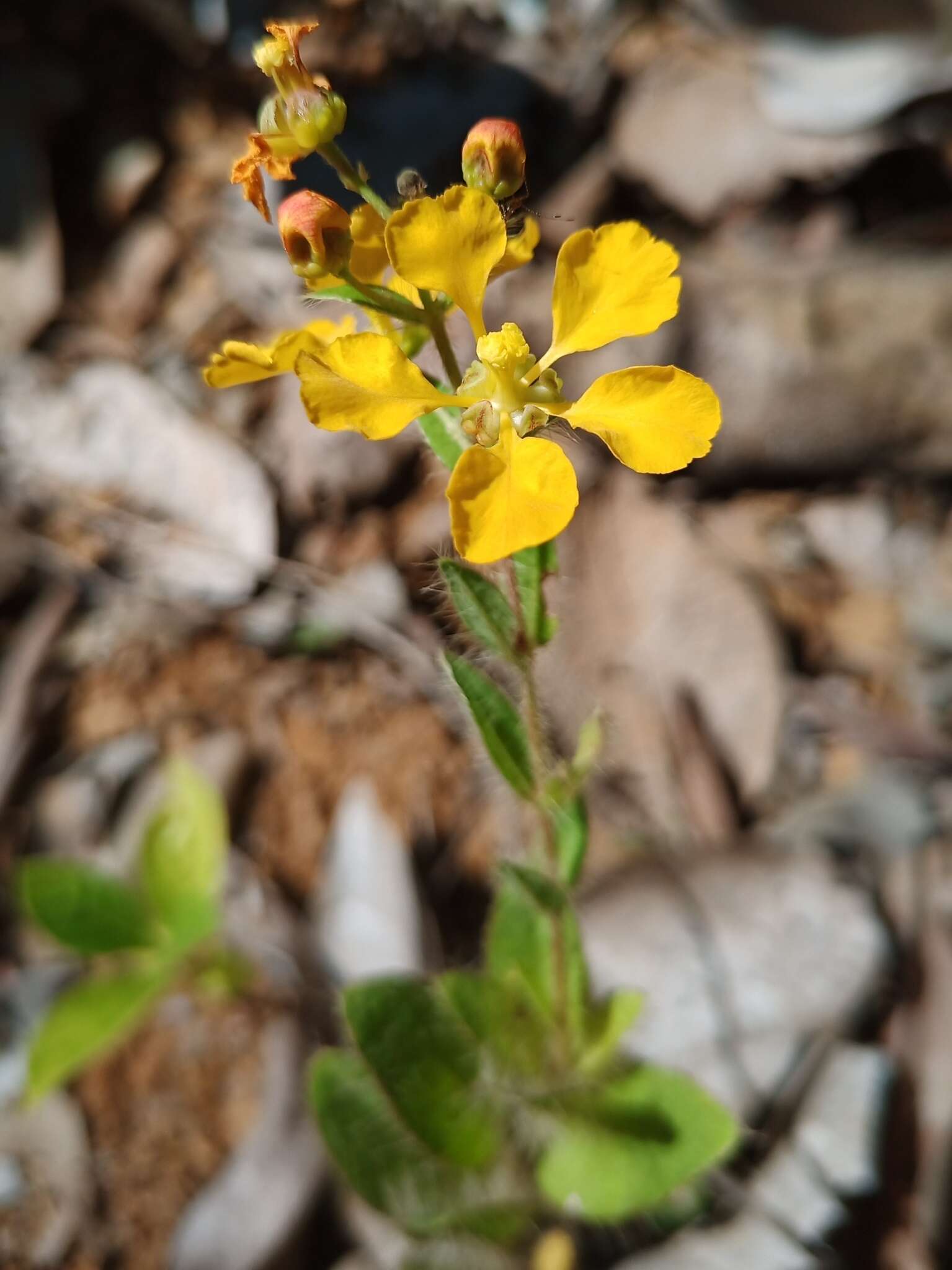 Image of Aspicarpa hirsuta (A. St.-Hil.) Hassl.