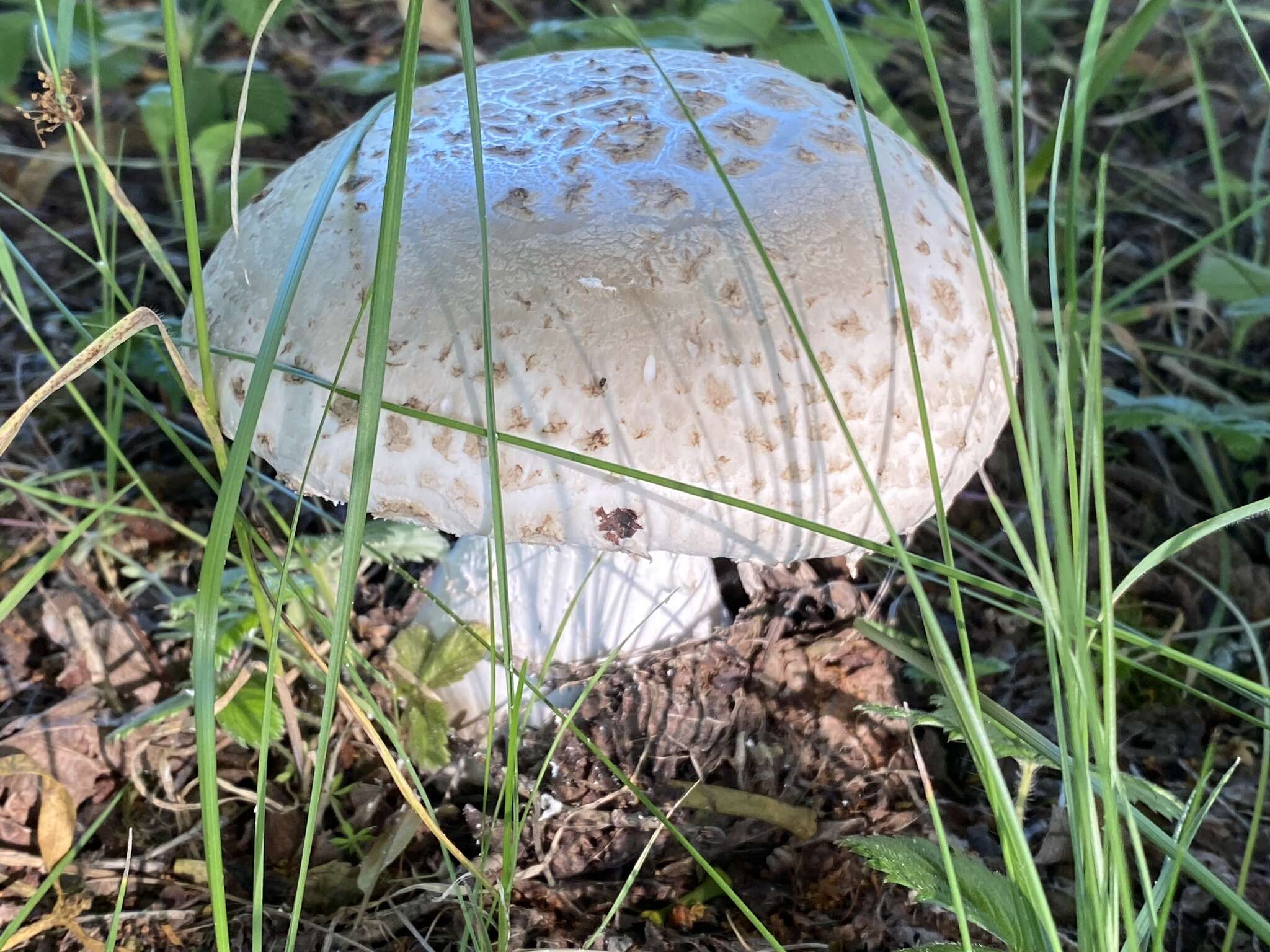 Image of Amanita strobiliformis (Paulet ex Vittad.) Bertill. 1866