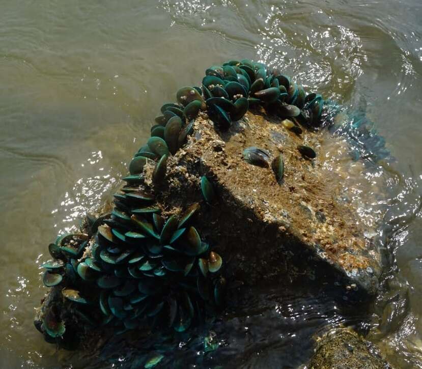 Image of Green mussel