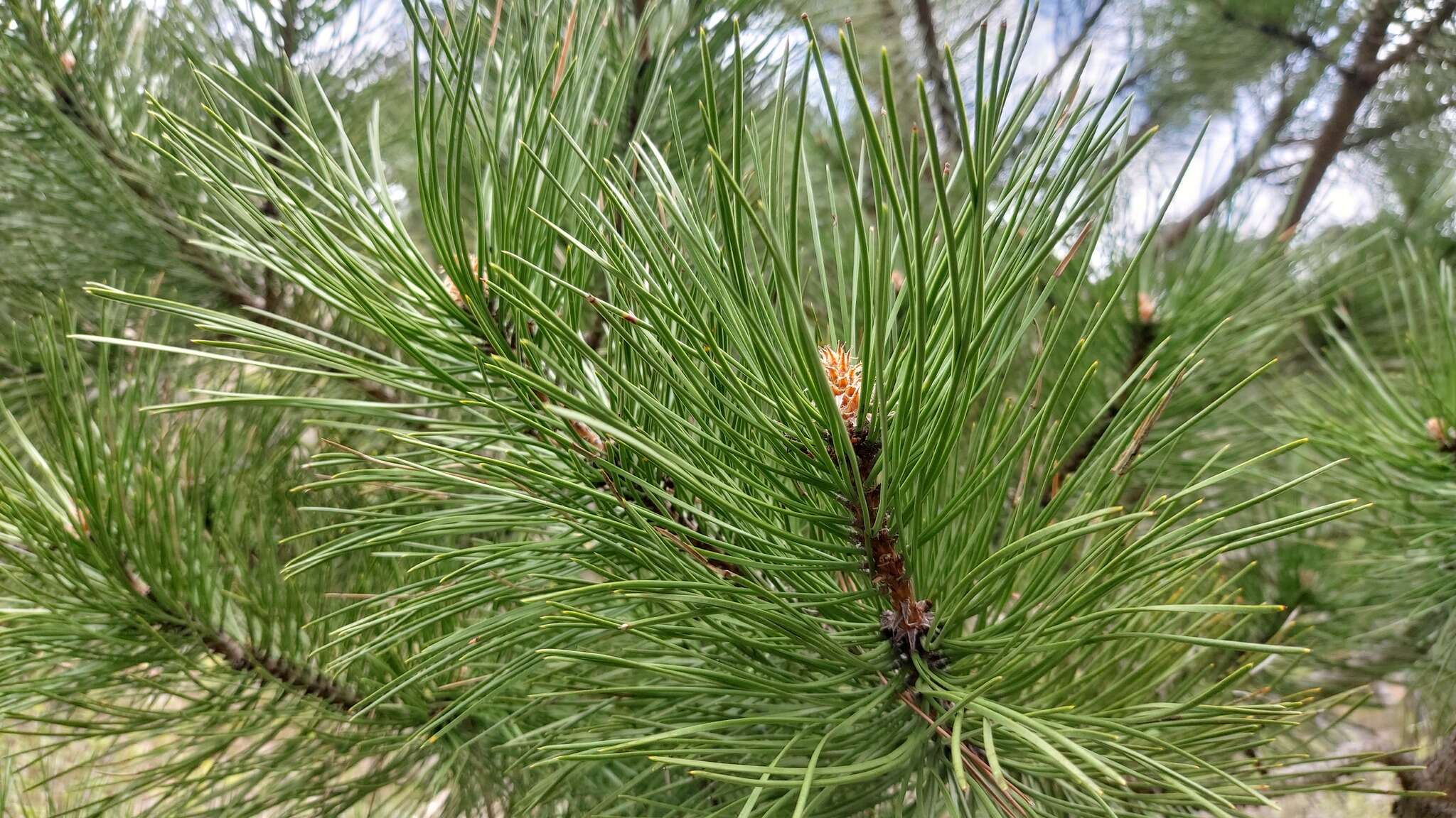 Image of Pinus nigra subsp. nigra