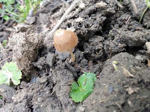 Image of Conocybe coprophila (Kühner) Kühner 1935