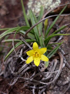 Image de Barbacenia minima L. B. Sm. & Ayensu