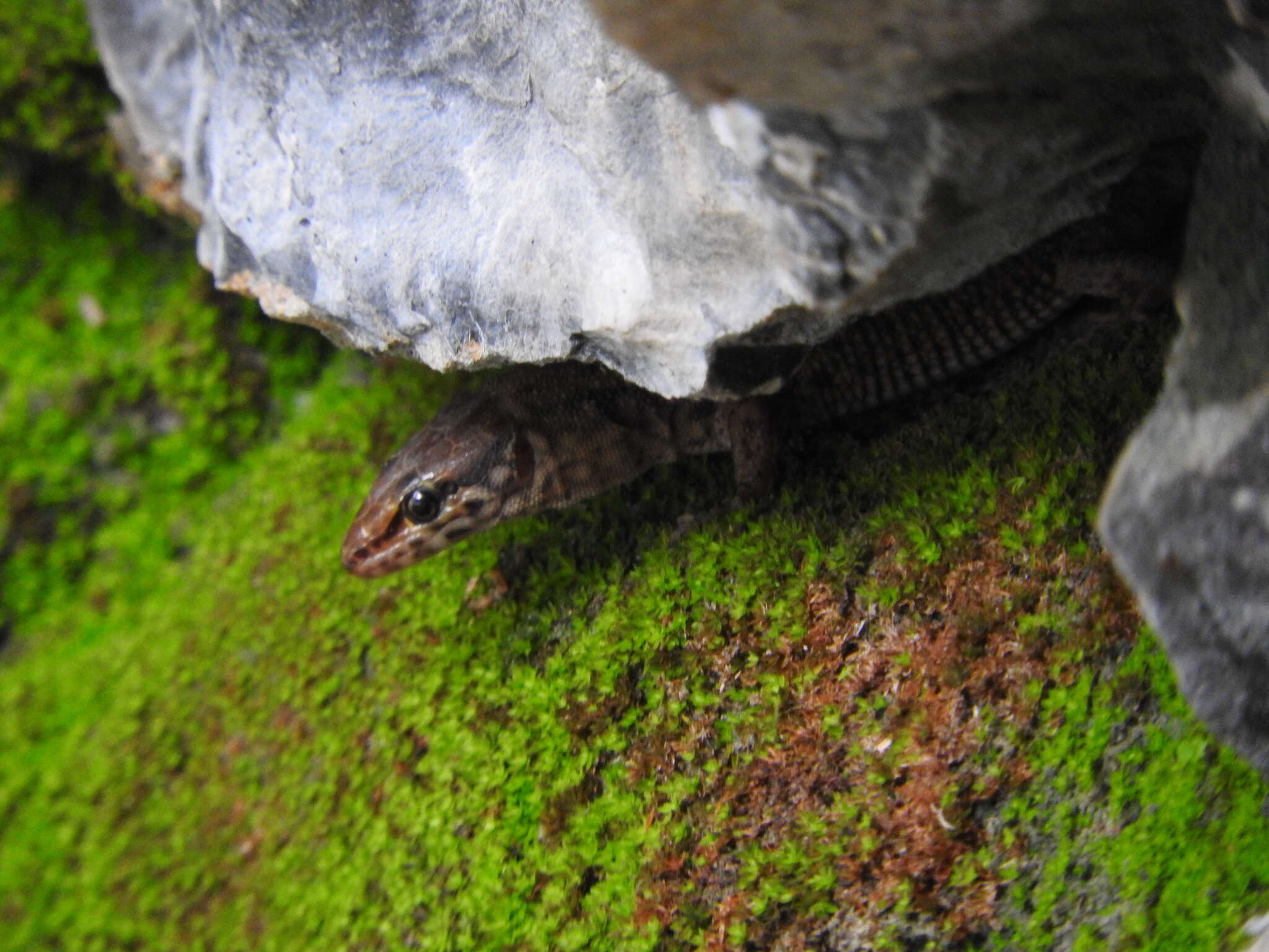 Image of Madrean Tropical Night Lizard