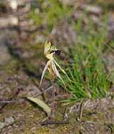 Image of Small spider orchid