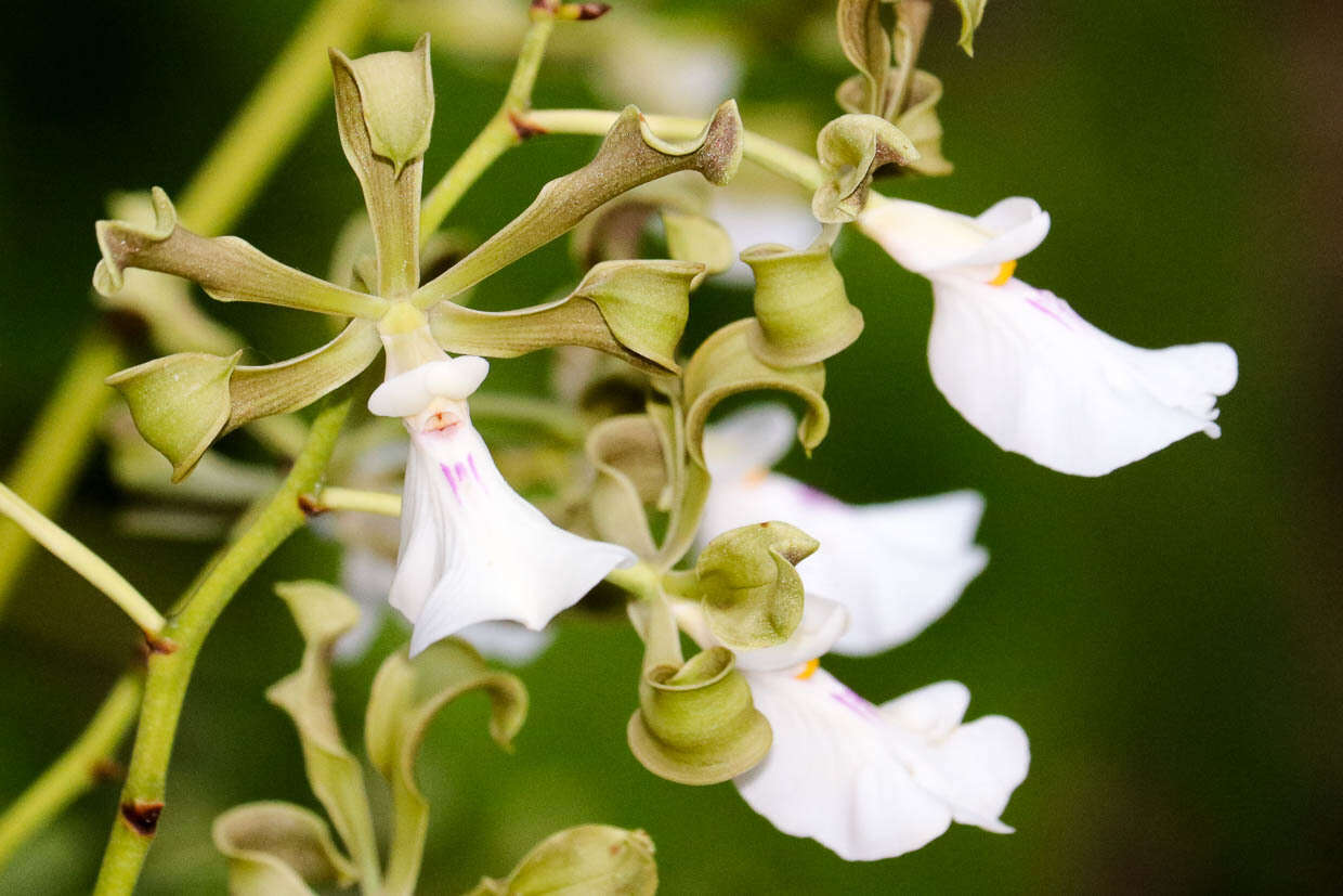 Image of Encyclia cordigera (Kunth) Dressler