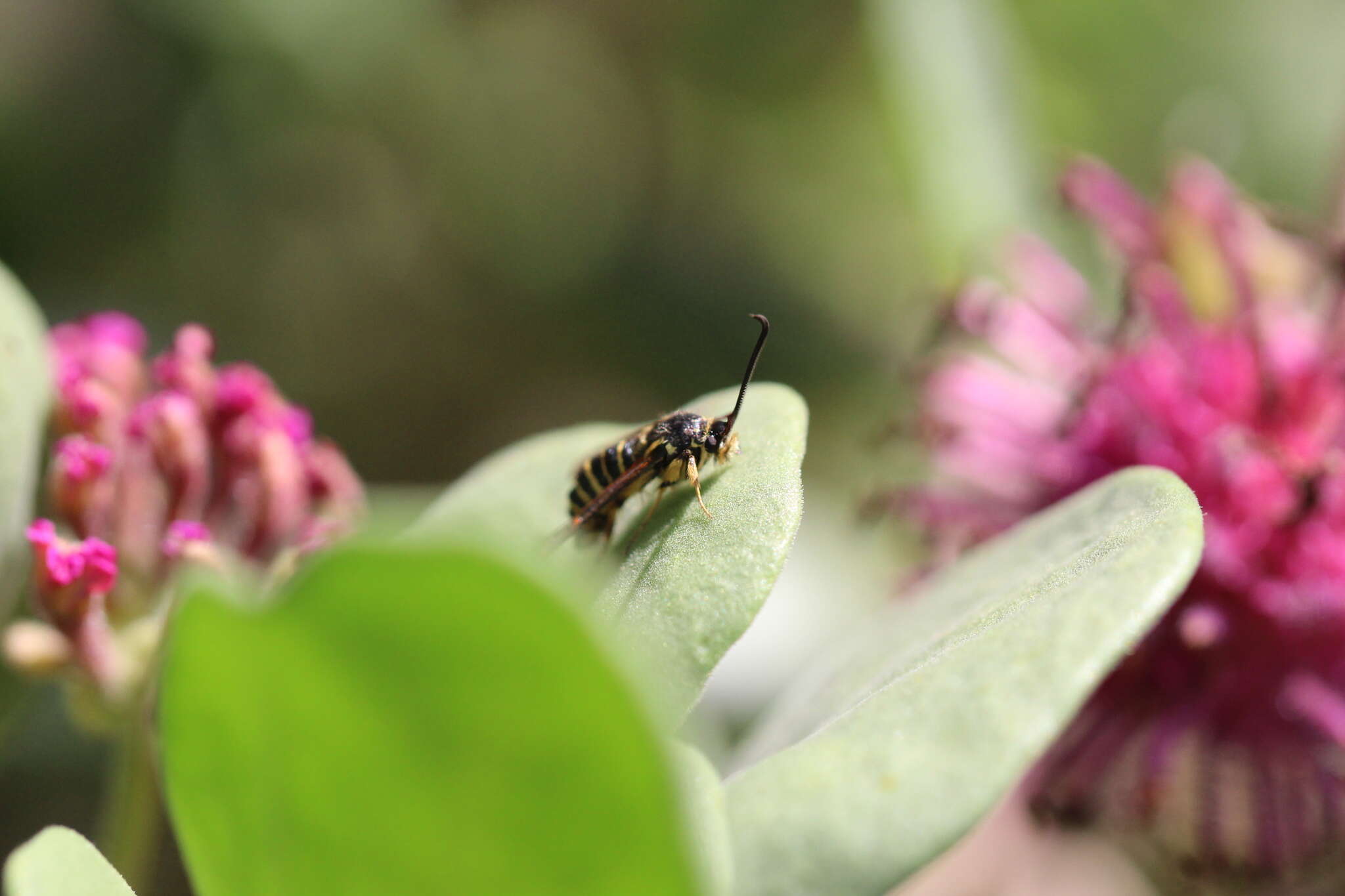 Image of Riley's Clearwing