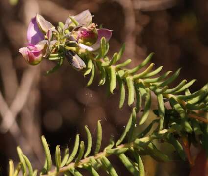 Image of Polygala gazensis E. G. Baker