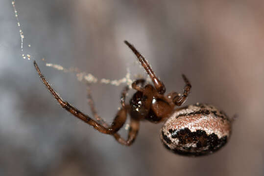 Image of Leviellus stroemi (Thorell 1870)